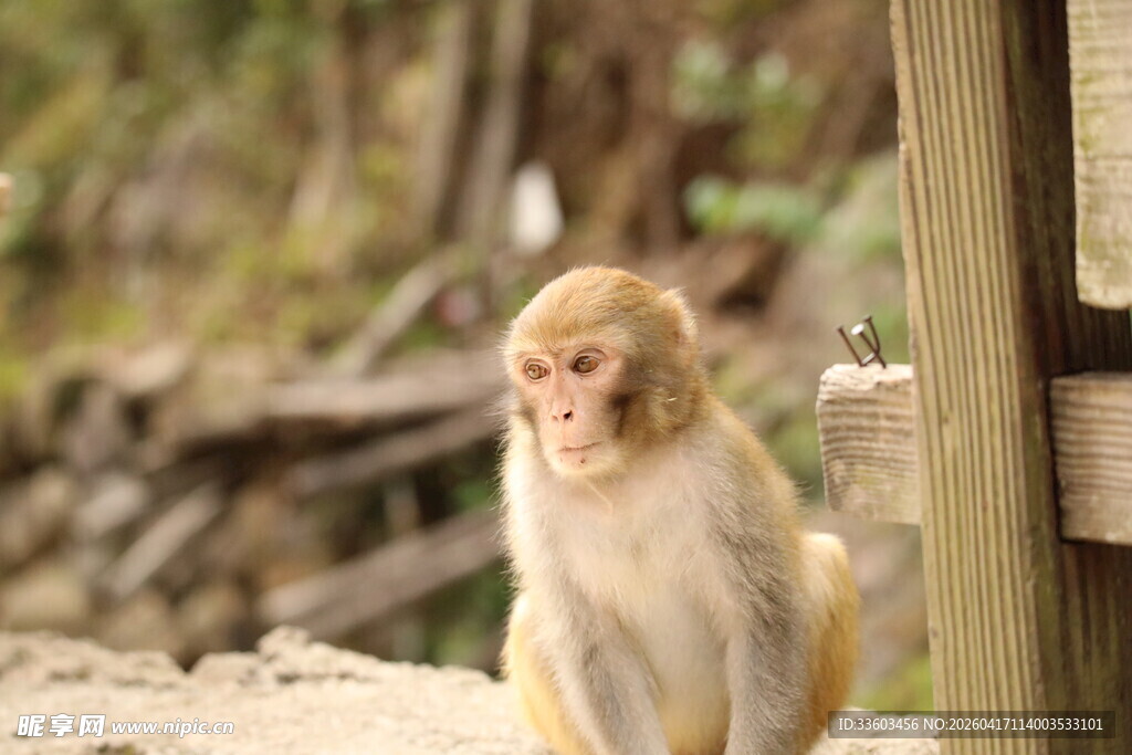 石台上的可爱短尾猕猴
