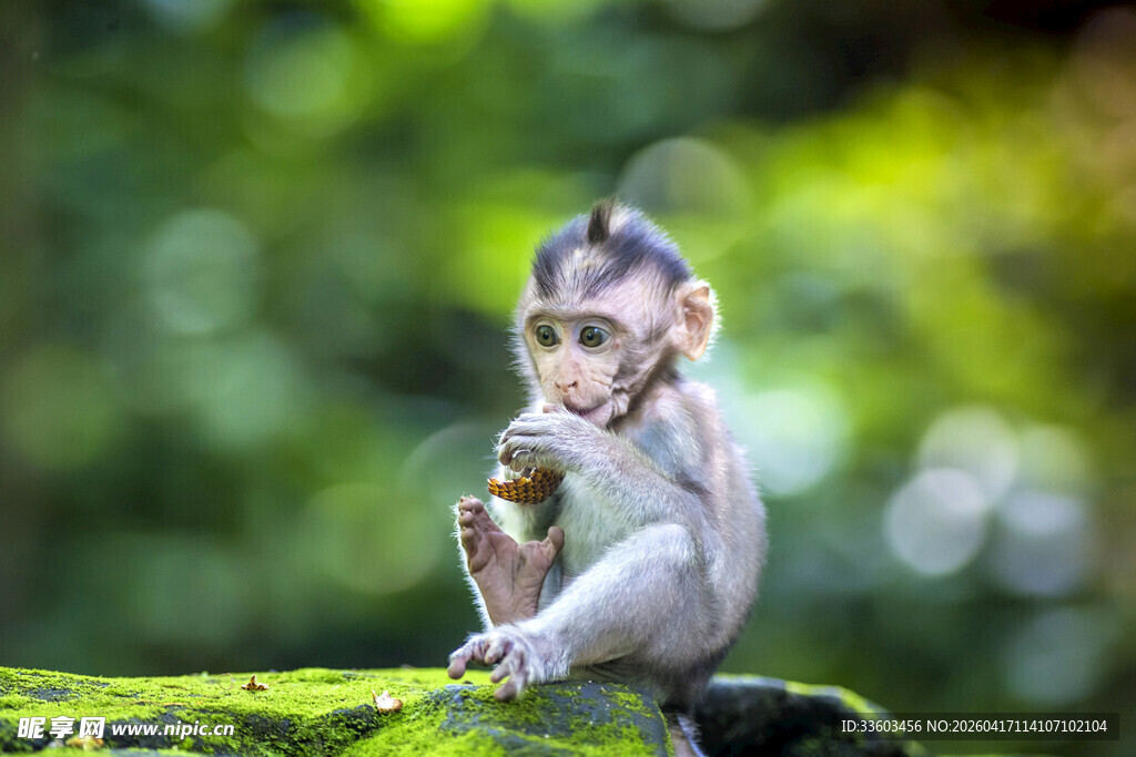 林间小猴手持果实进食