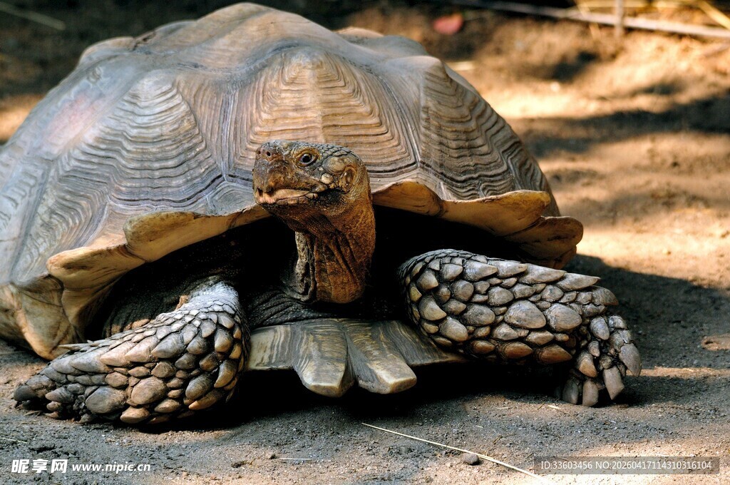 沙漠中的巨型乌龟