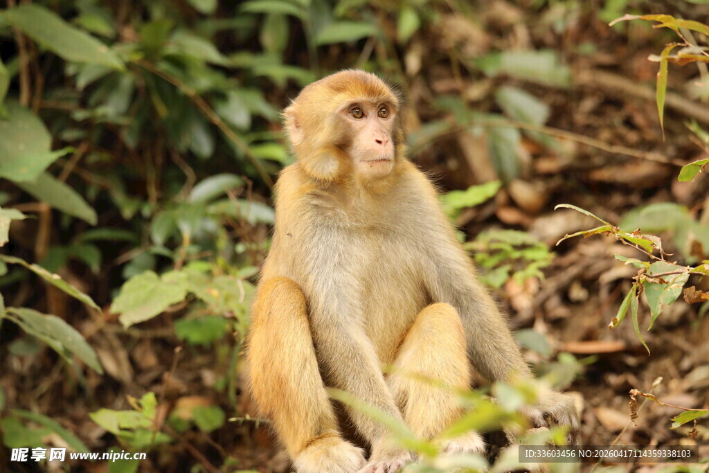林中独坐的猴子