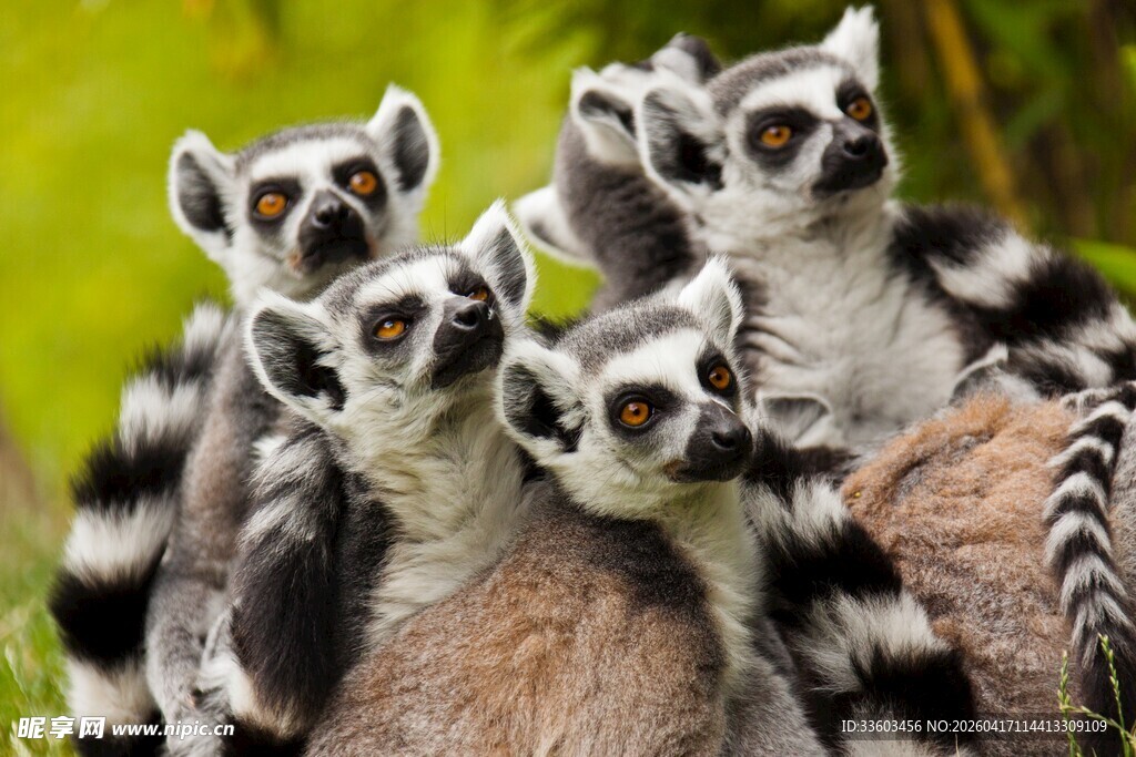 一群狐猴聚在一起