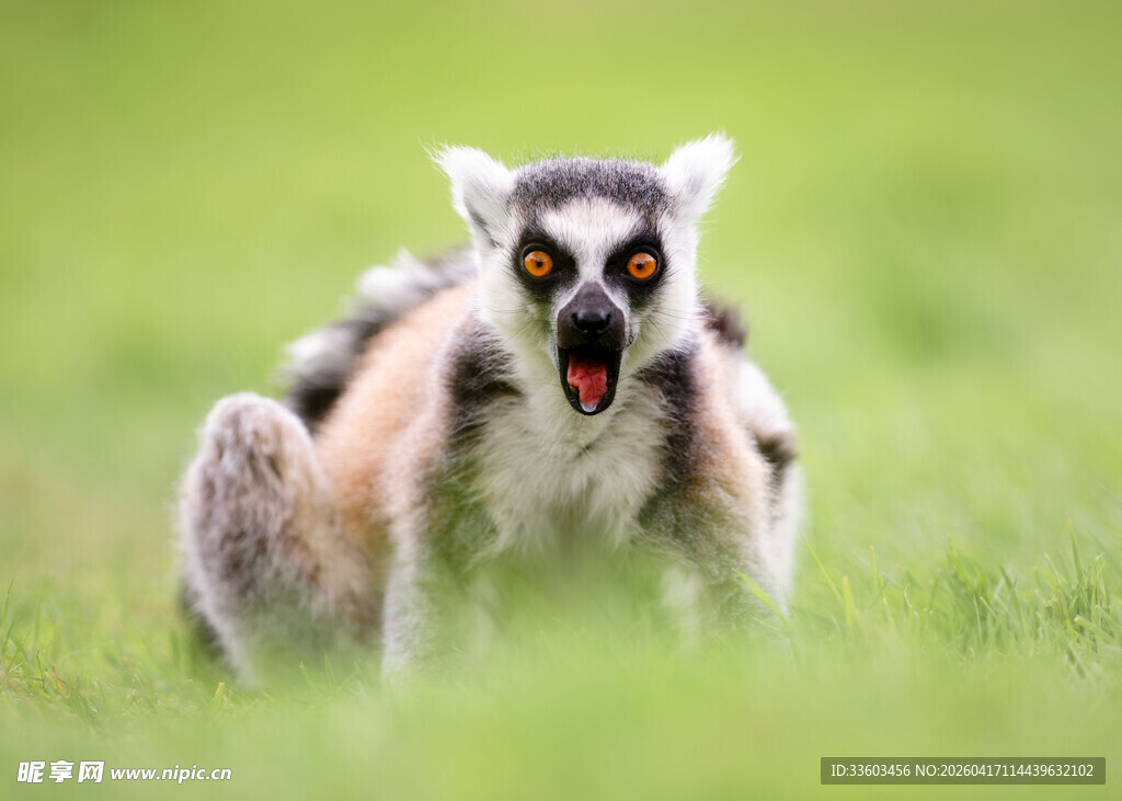 狐猴张嘴露齿在草地上