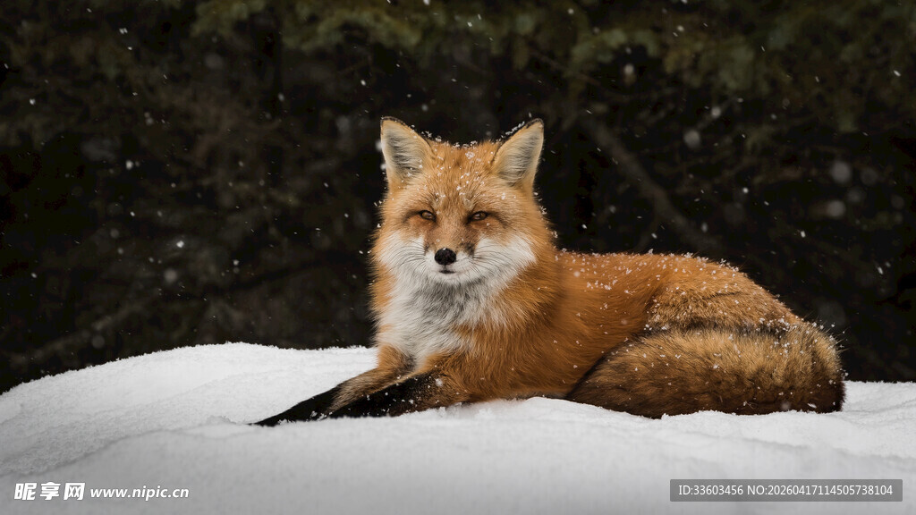雪地中的红狐