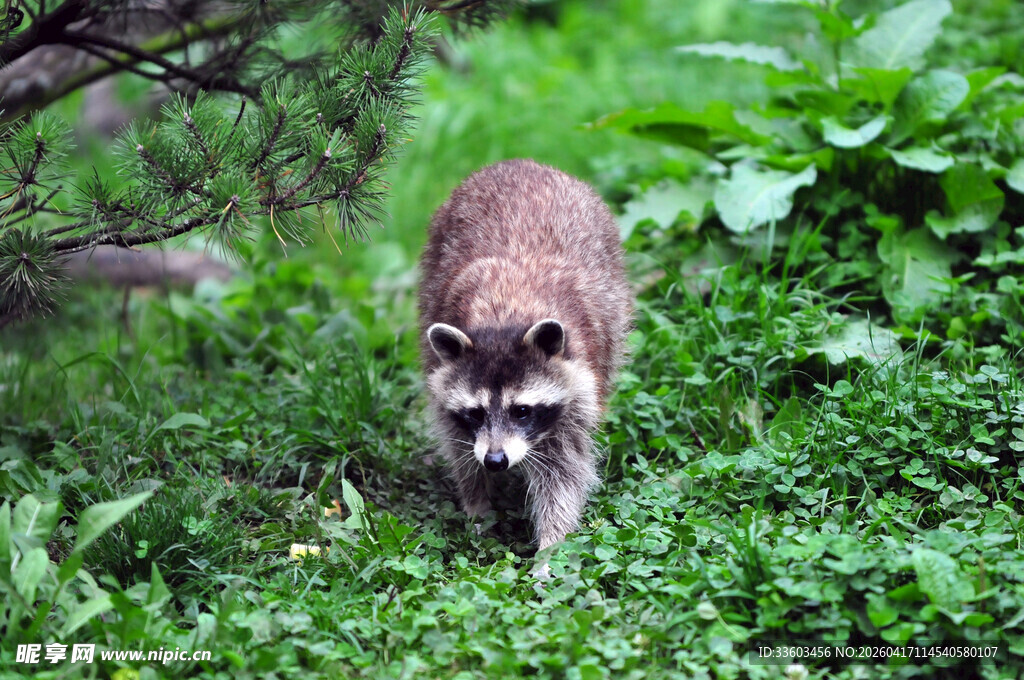 草丛中的浣熊