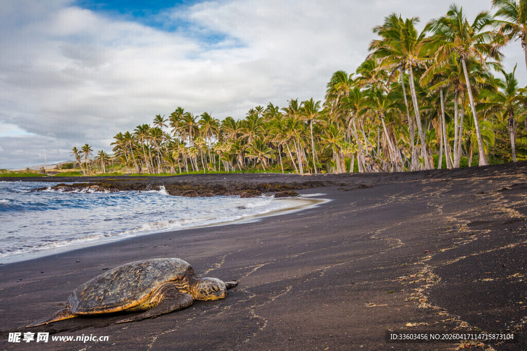 黑沙滩上的海龟与椰林风光