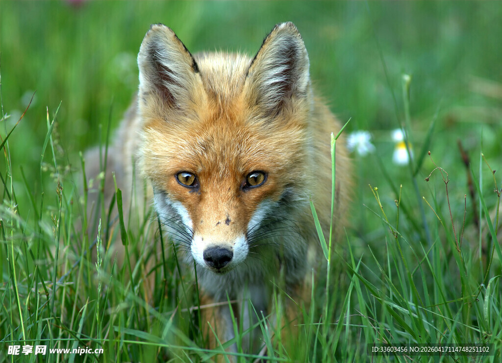 草丛中的红狐狸