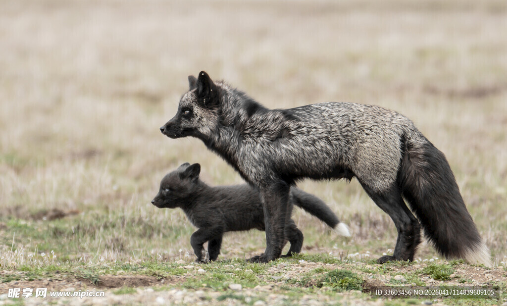 母狐与幼崽漫步草地