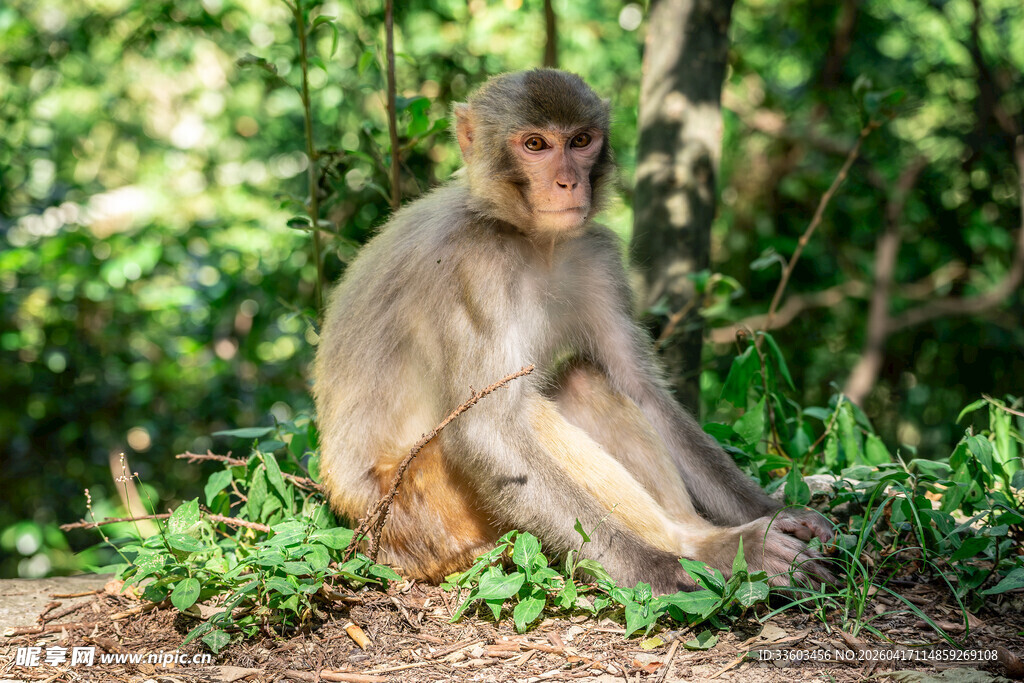 林中独坐的猴子