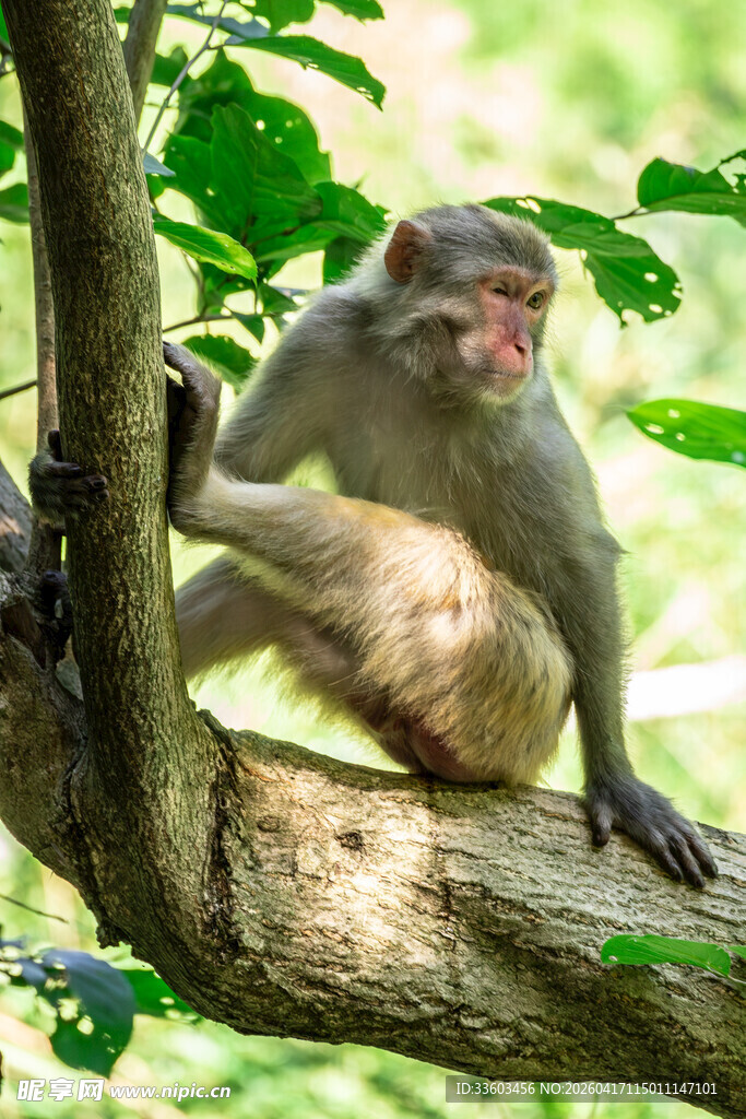 树上猕猴