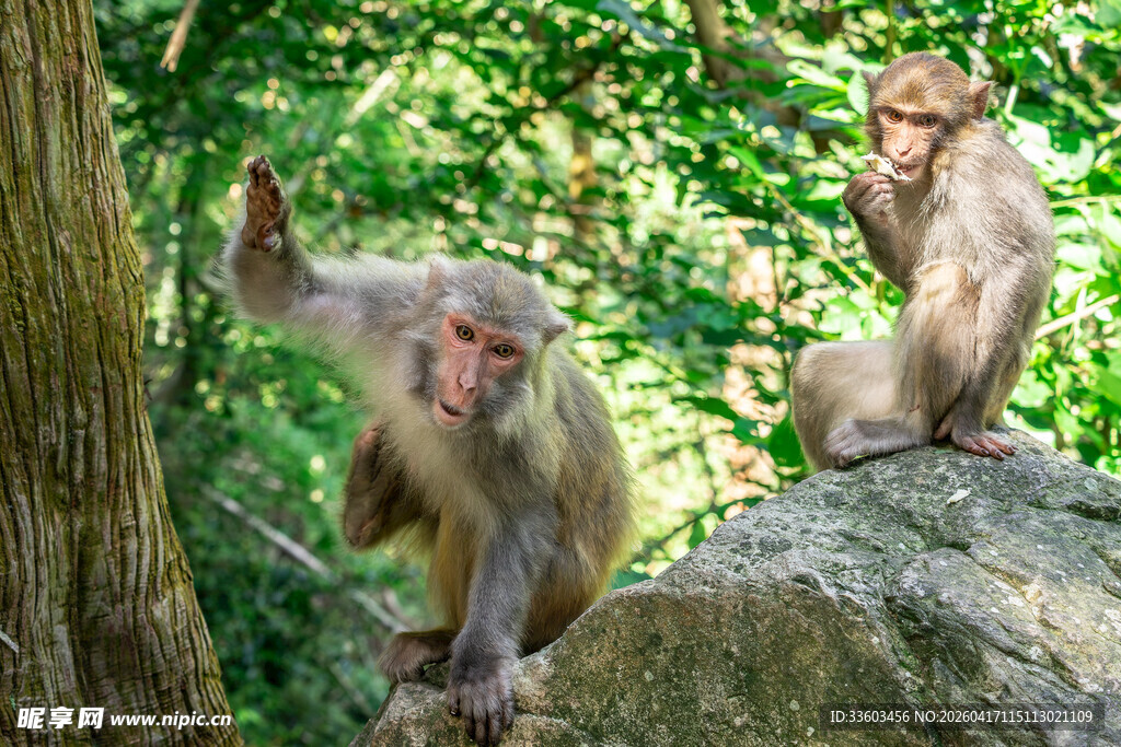 岩石上的两只活泼猴子