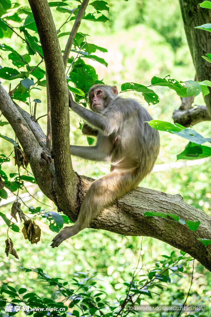 树枝上的猴子
