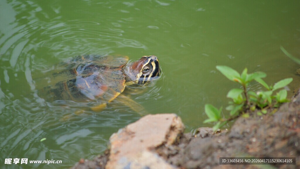 池塘中休憩的乌龟