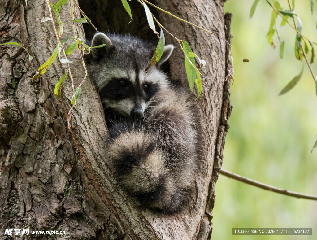 树洞中可爱的浣熊宝宝