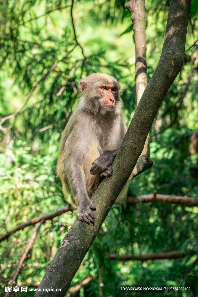 树上的猴子