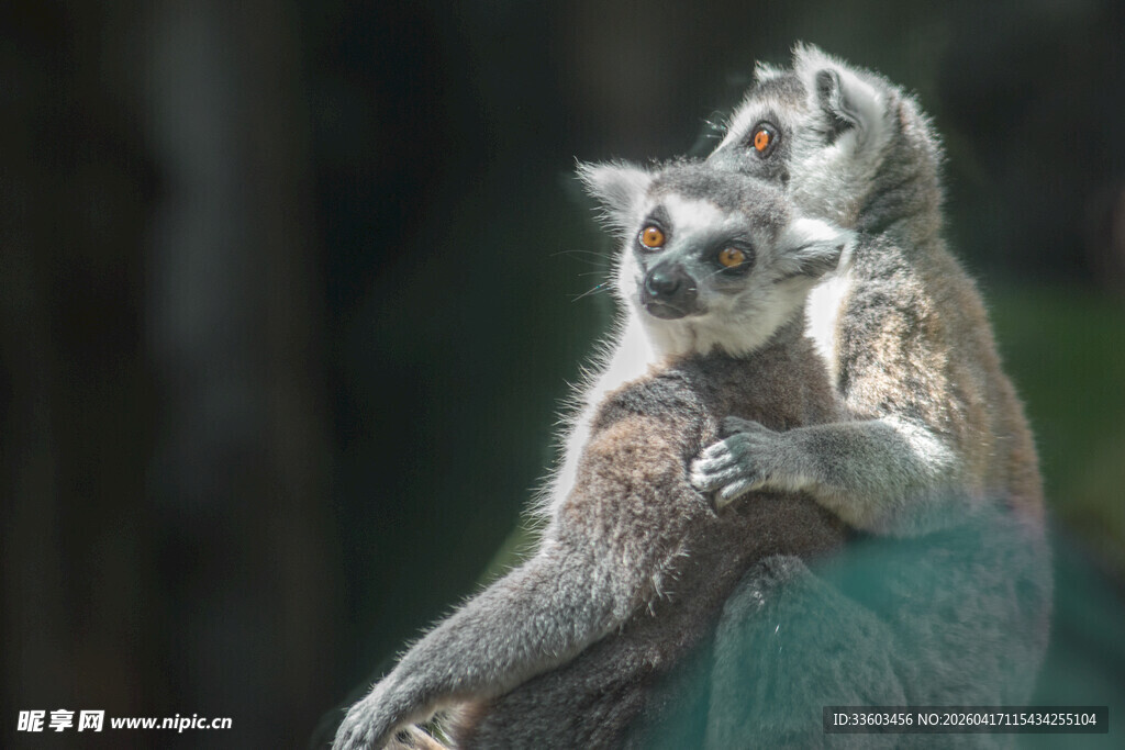 环尾狐猴依偎在枝头