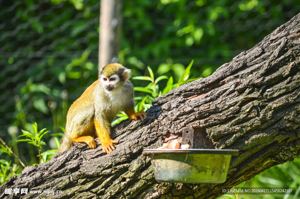 树上松鼠猴与喂食容器