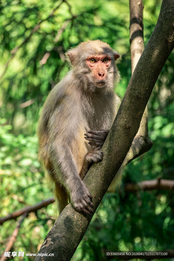 树枝上的猴子