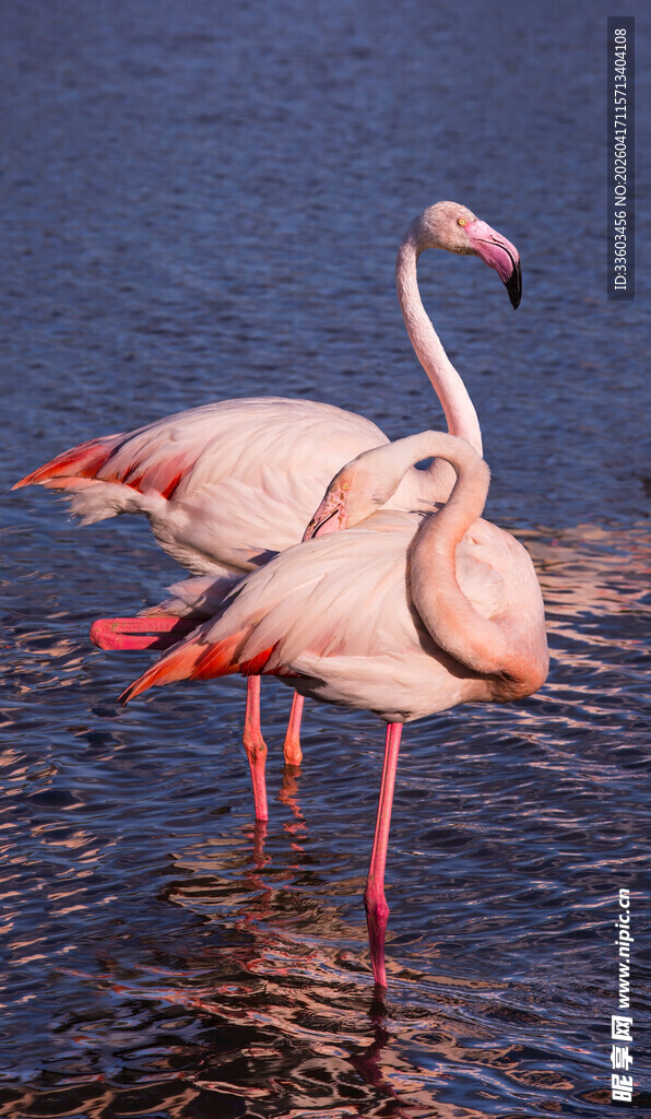 浅滩上的两只火烈鸟