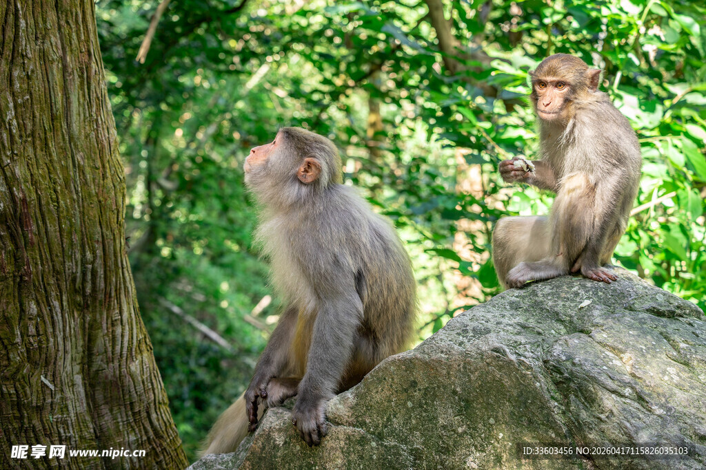 岩石上的两只猴子