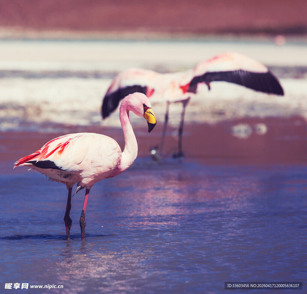 浅滩上的优雅火烈鸟