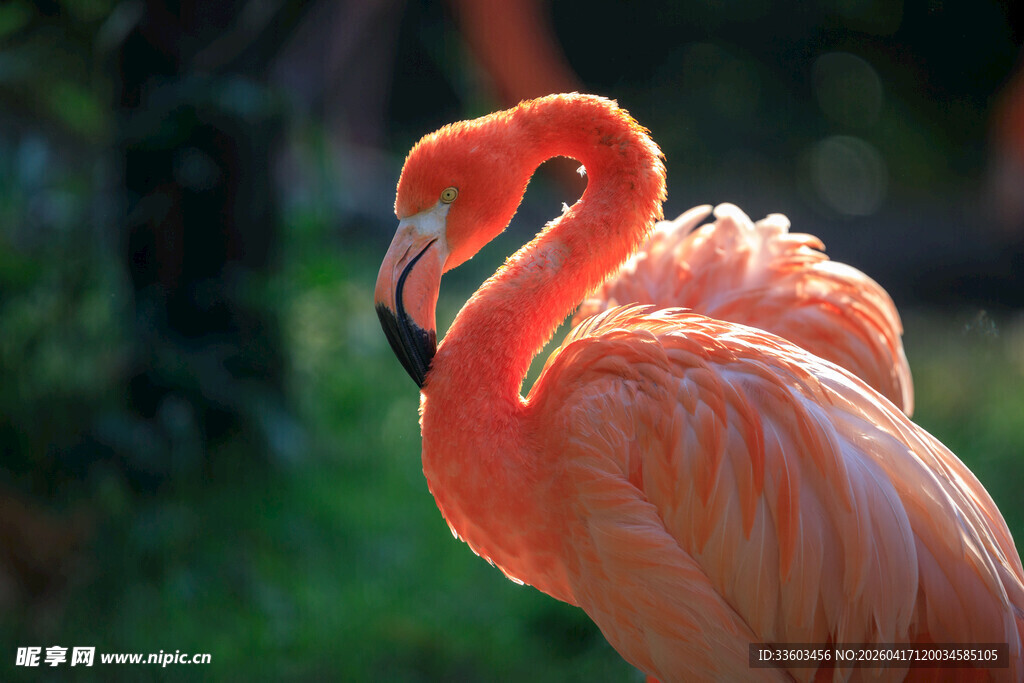 优雅火烈鸟展现迷人姿态