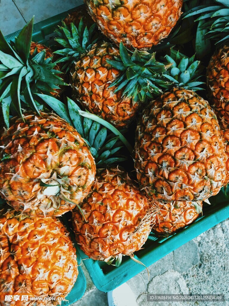 新鲜菠萝堆放在蓝色容器中