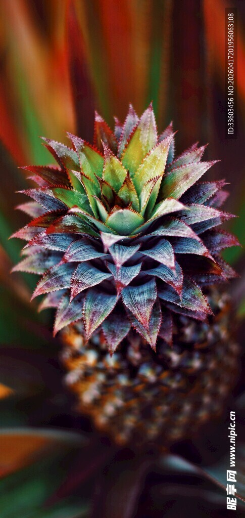 可爱小菠萝特写