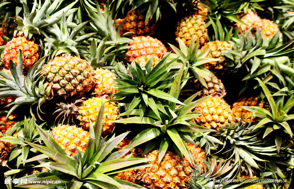 一堆新鲜的菠萝