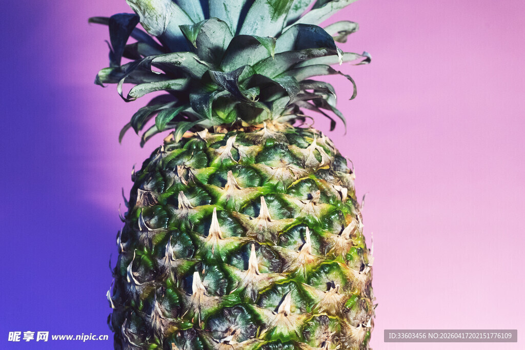 紫色背景下的新鲜菠萝