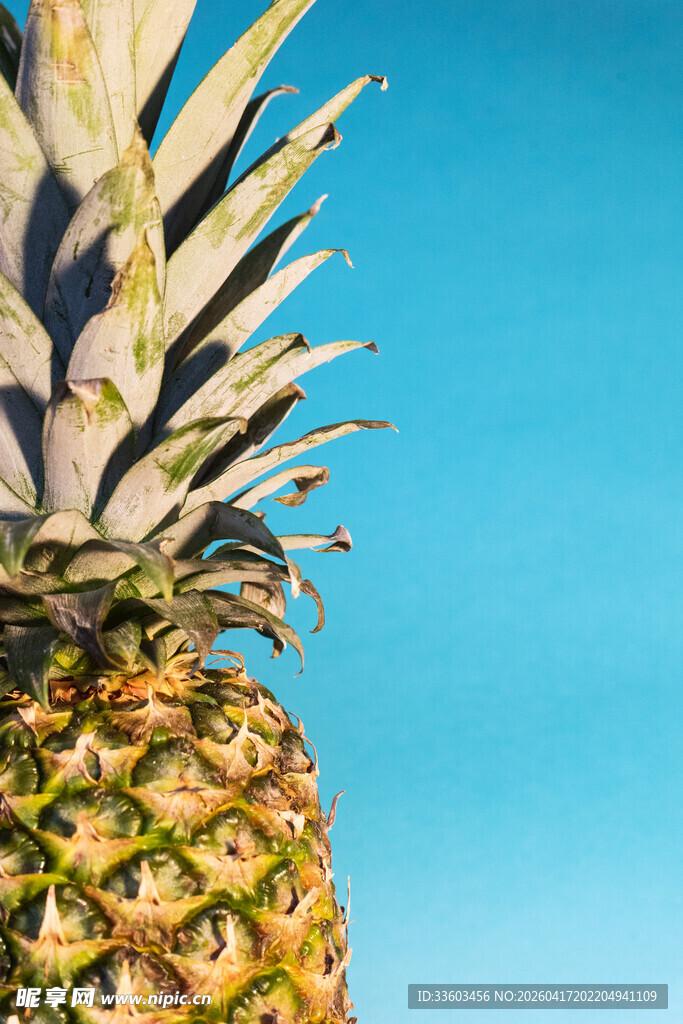 阳光下的新鲜菠萝