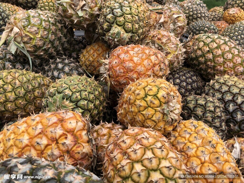 大量新鲜菠萝堆成小山