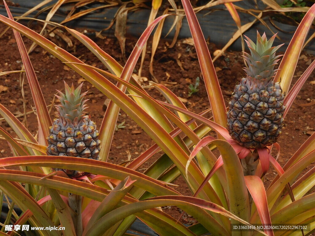 田间生长的新鲜菠萝植株