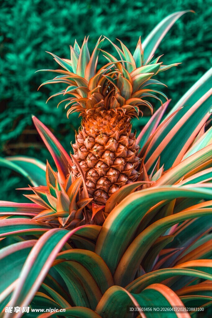 成熟菠萝及其翠绿叶片