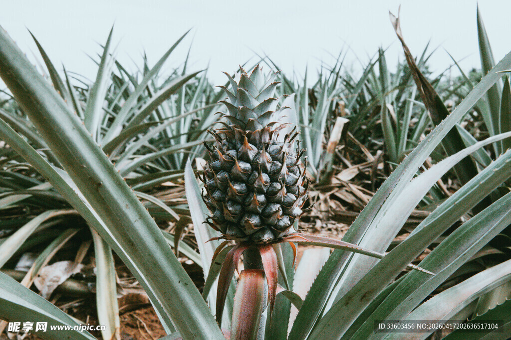 菠萝田地中的成熟菠萝