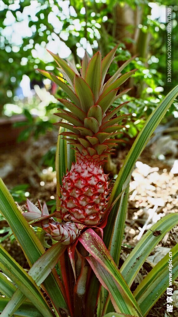 田间生长的新鲜菠萝