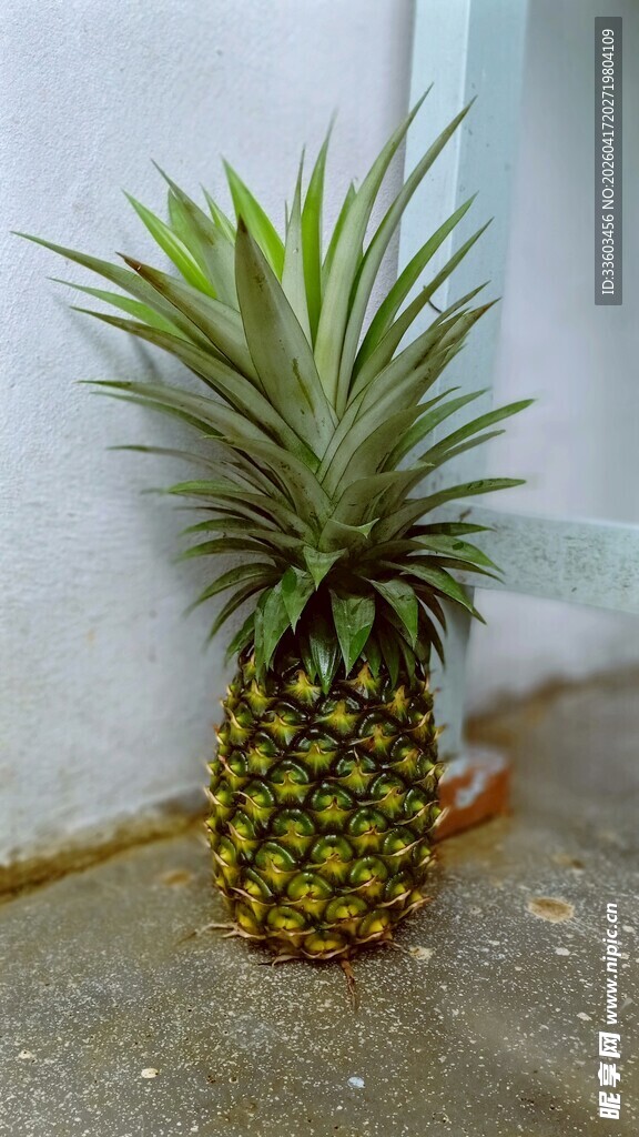 墙边的新鲜菠萝