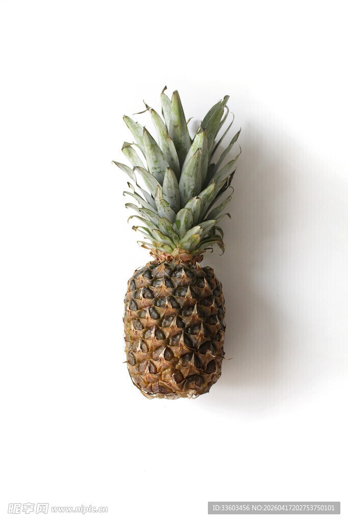 单个菠萝静物图