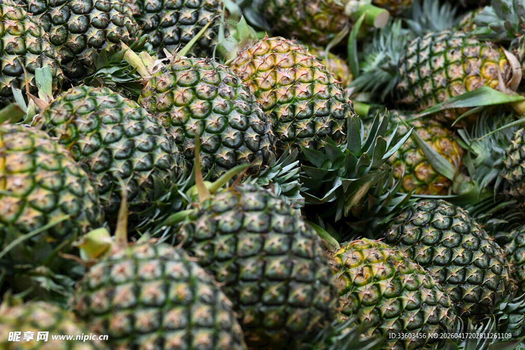 一堆新鲜的菠萝