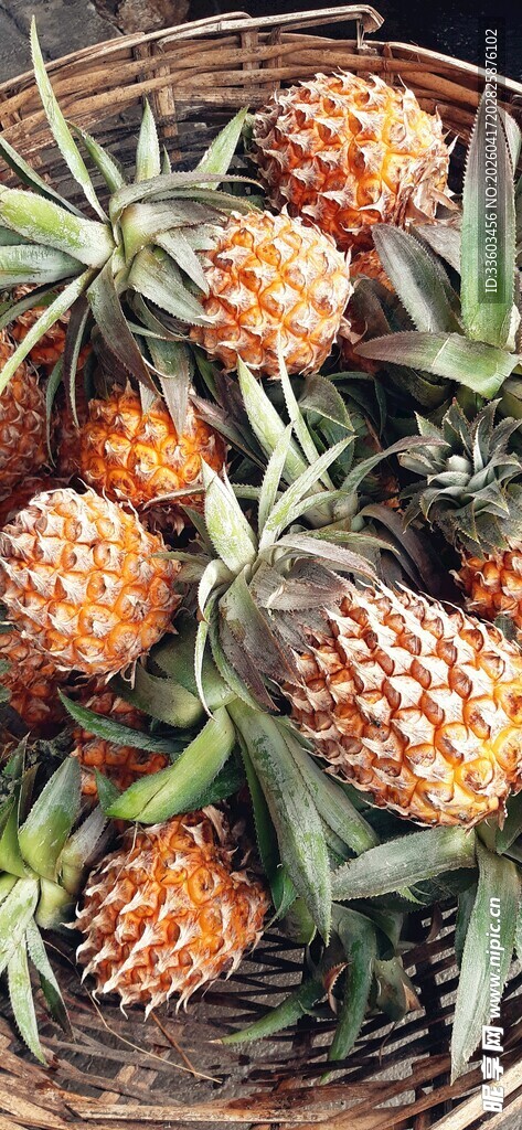 一篮新鲜诱人的菠萝