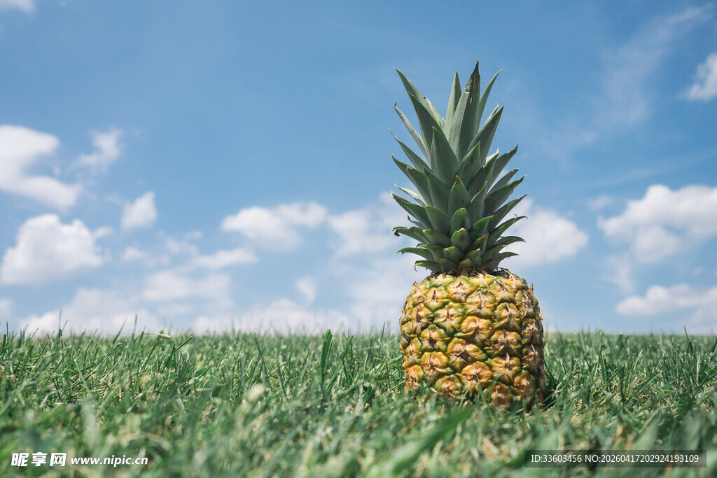 草地上的一颗菠萝