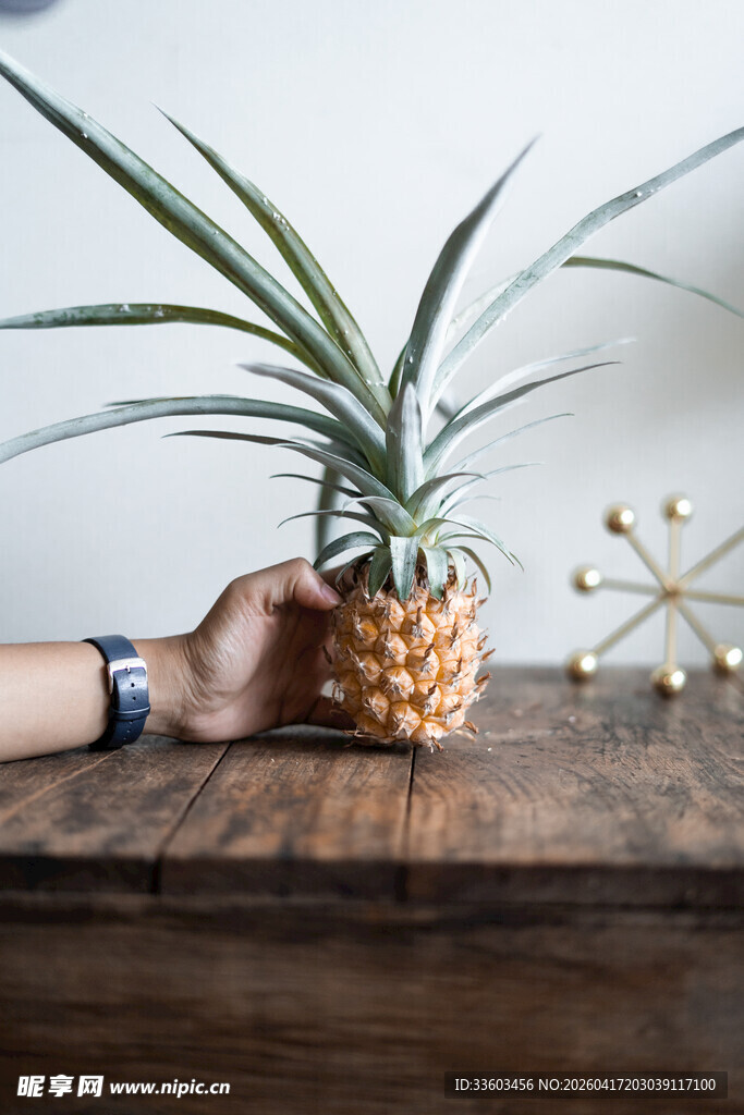 手捧菠萝植株于木桌