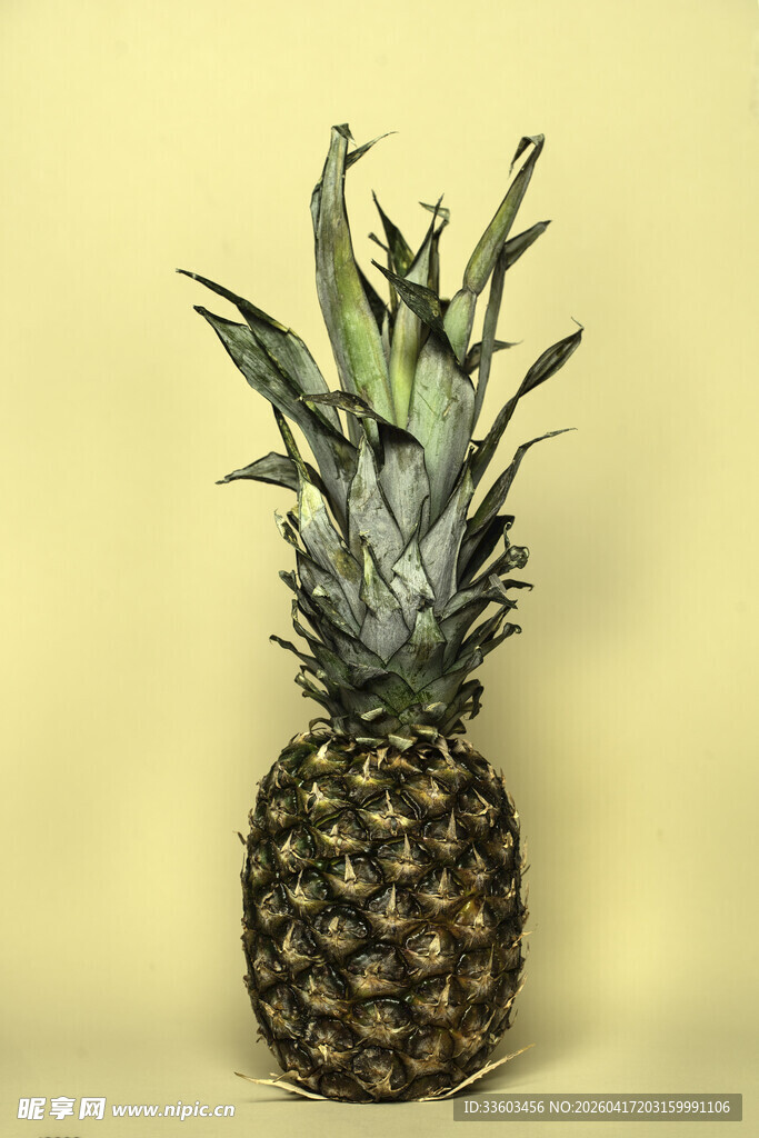 单个新鲜菠萝特写
