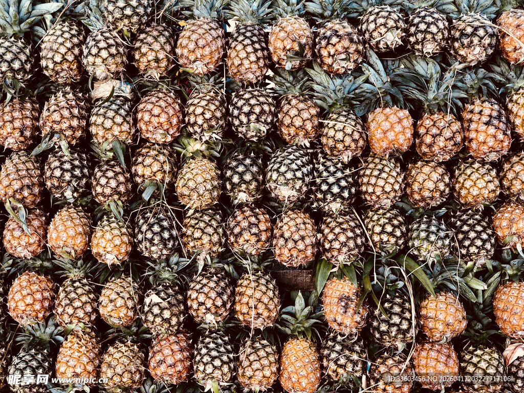 大量菠萝整齐排列