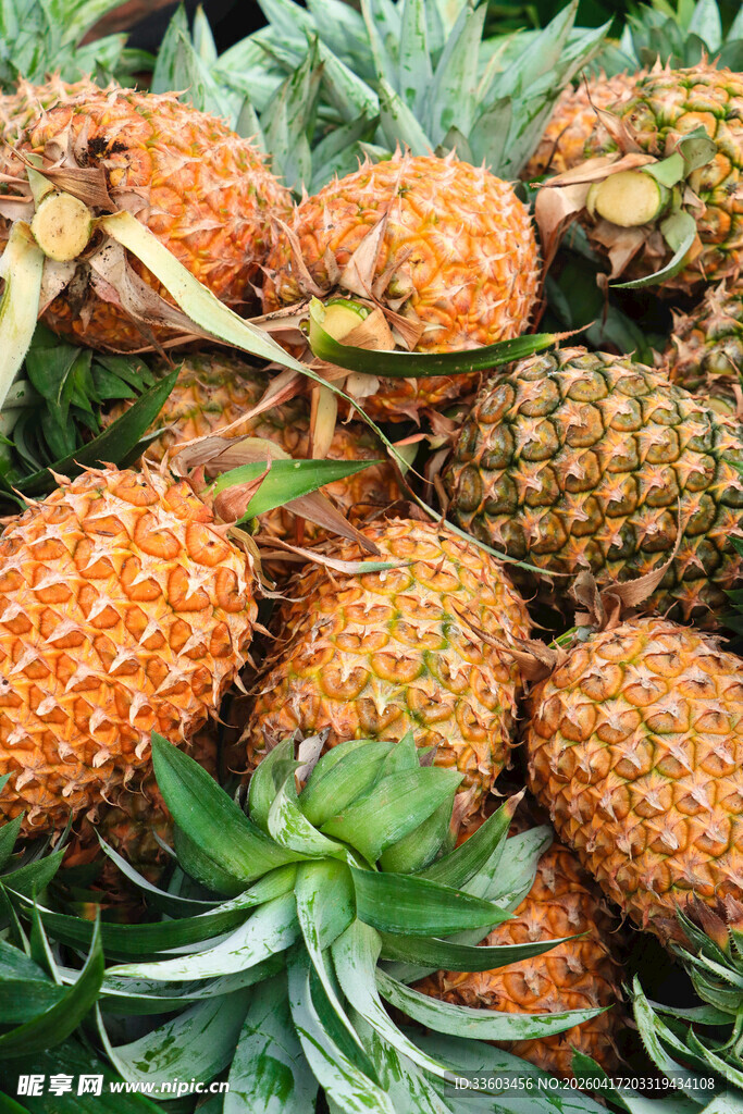 新鲜诱人的菠萝果实