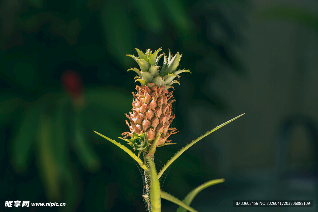 小菠萝植株特写