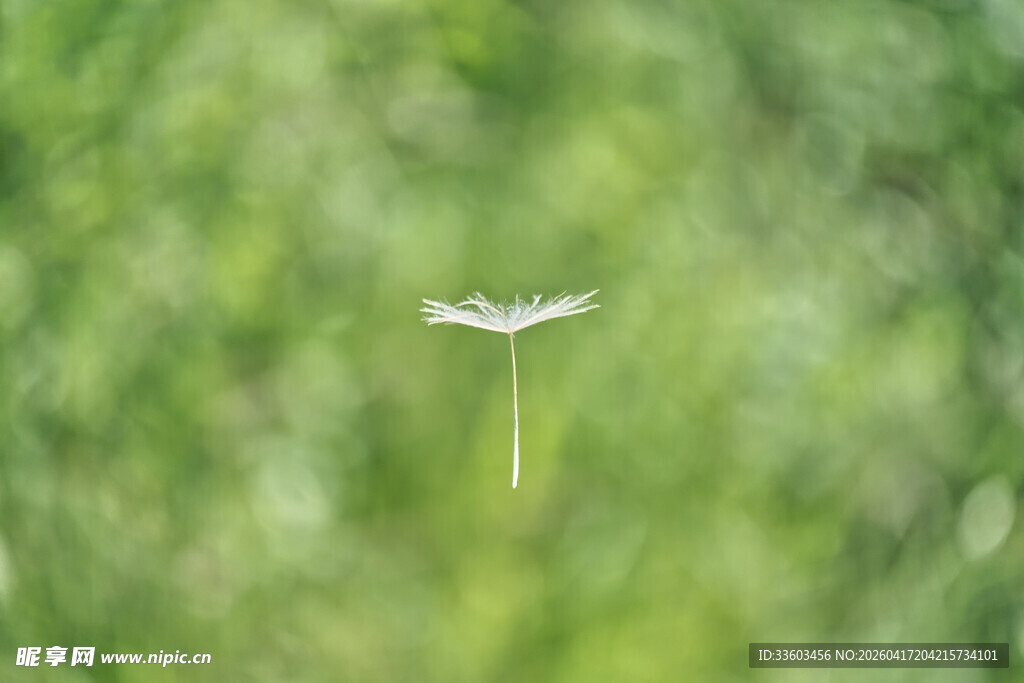 独株蒲公英于绿野绽放