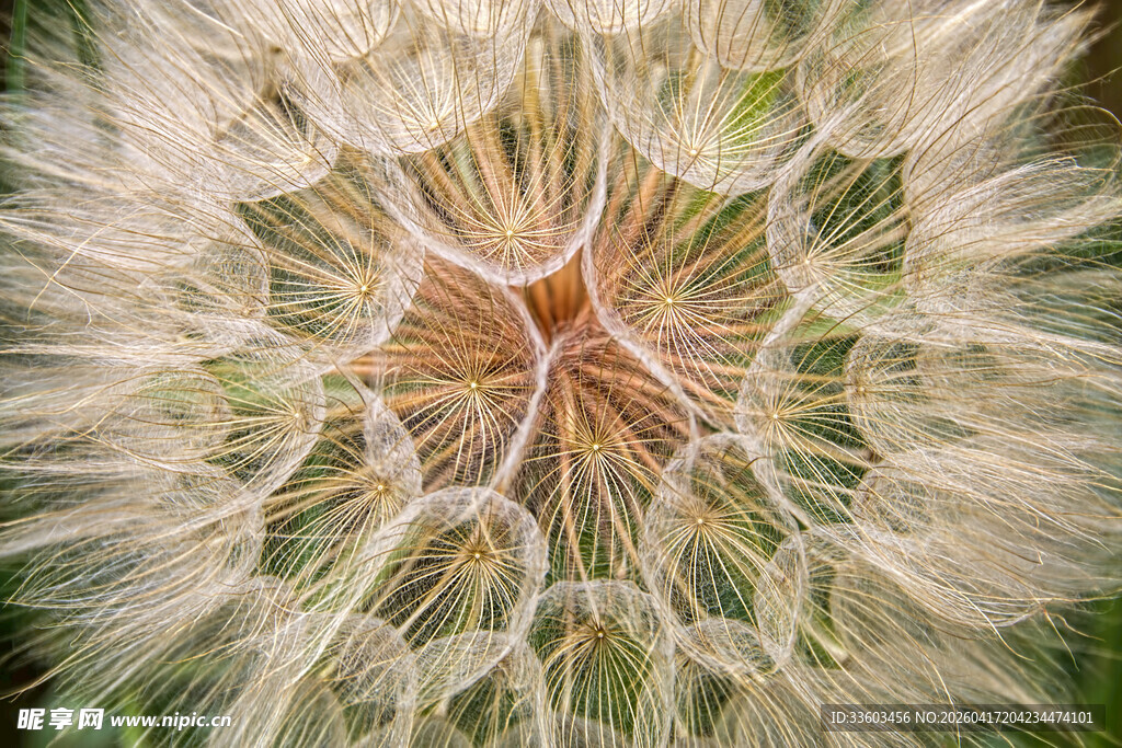 蒲公英种子特写