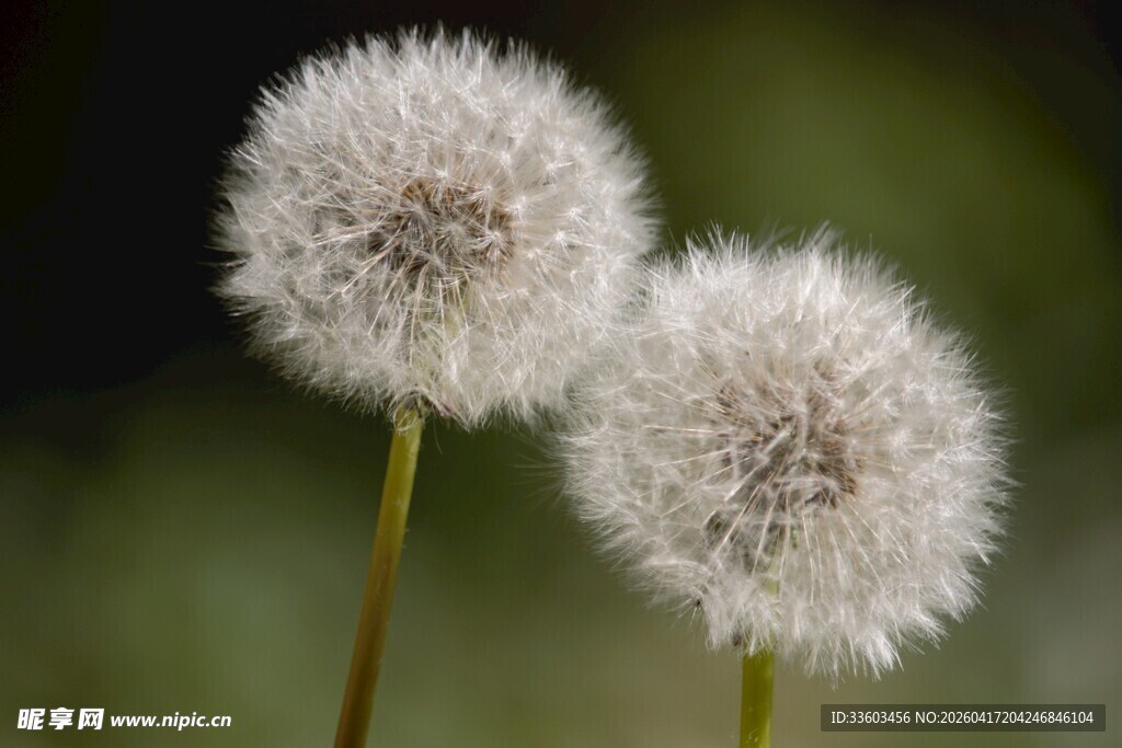 两朵蓬松蒲公英