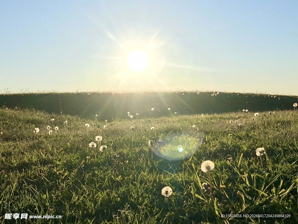 阳光下的蒲公英草地