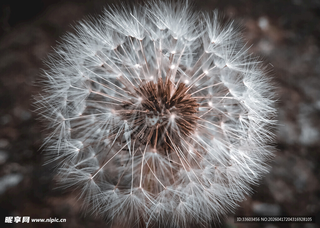 蒲公英特写